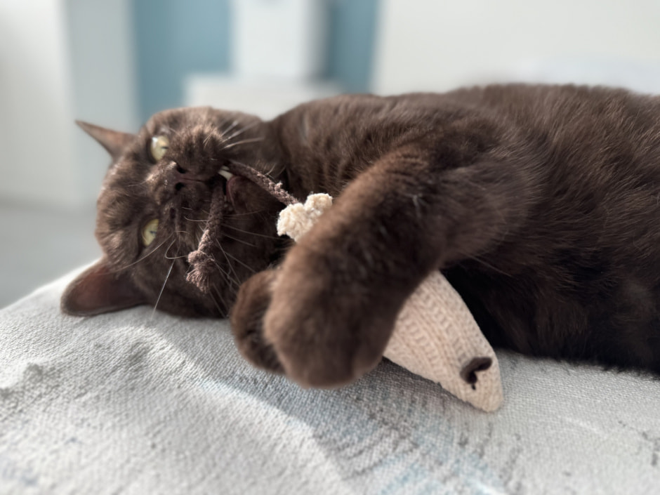 Британский кот