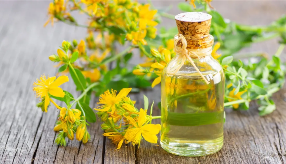 зверобой зверобой