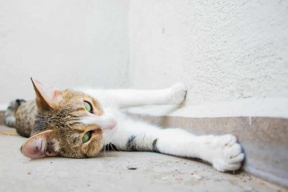 Дом с питомцами 12.jpg