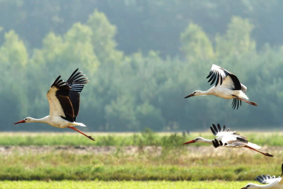 Миграция белорусских птиц 4.jpg