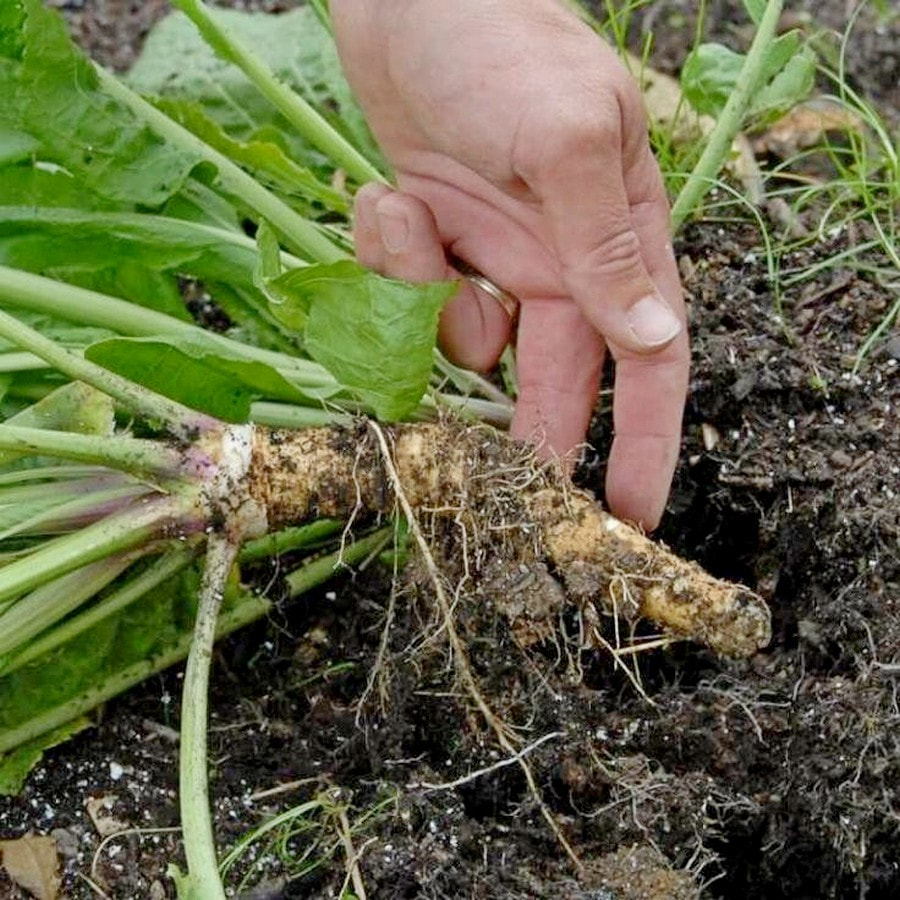 Как вырастить и приготовить хрен 4.jpg