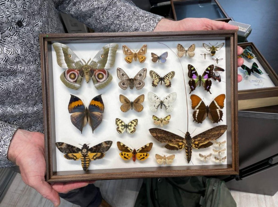 Белорусские бабочки 12.jpg