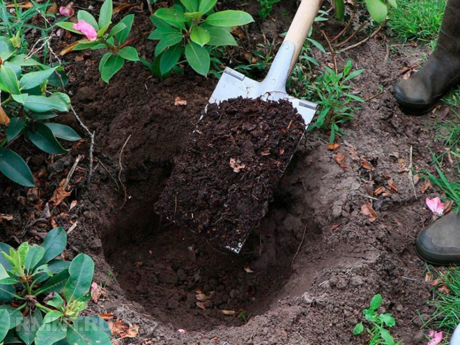 Садим рододендрон 9.jpg