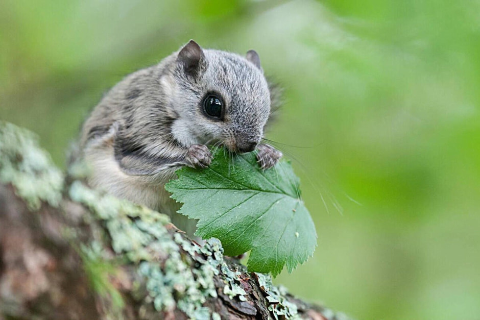 Летяги в Беларуси 8.jpg