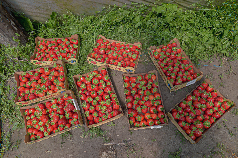 Две семьи выращивают огурцы и клубнику 6.png