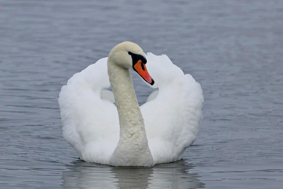 Водоплавающие птицы 10.jpg