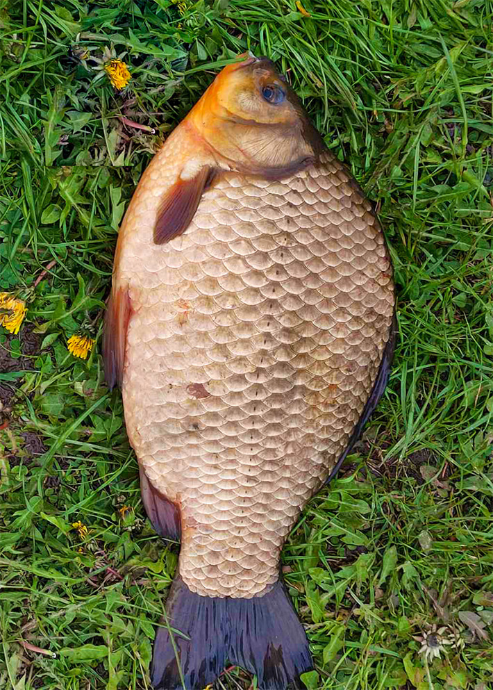 Золотой карась