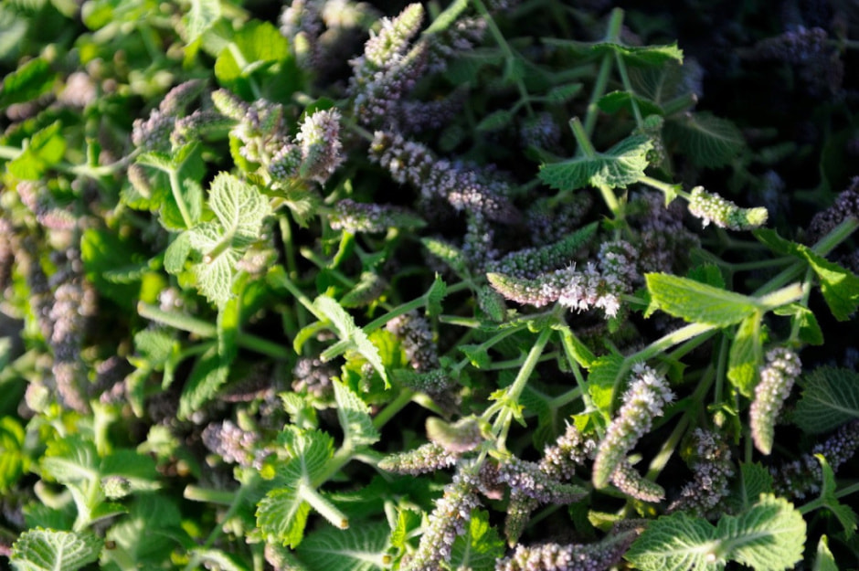 Травяные сборы в Беларуси 19.jpg