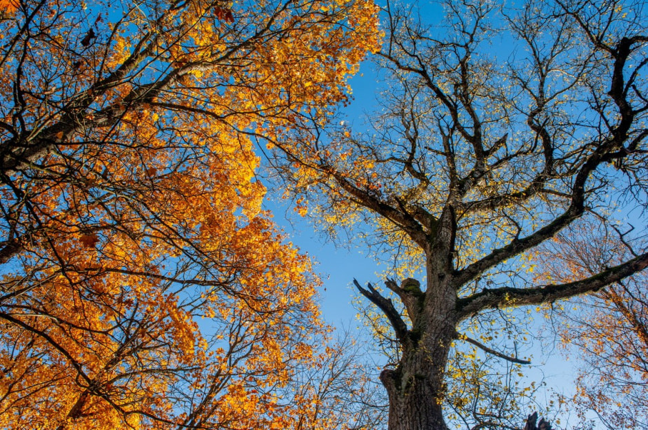 Солдатовы и усадьба Дуниных-Раецких 5.jpg