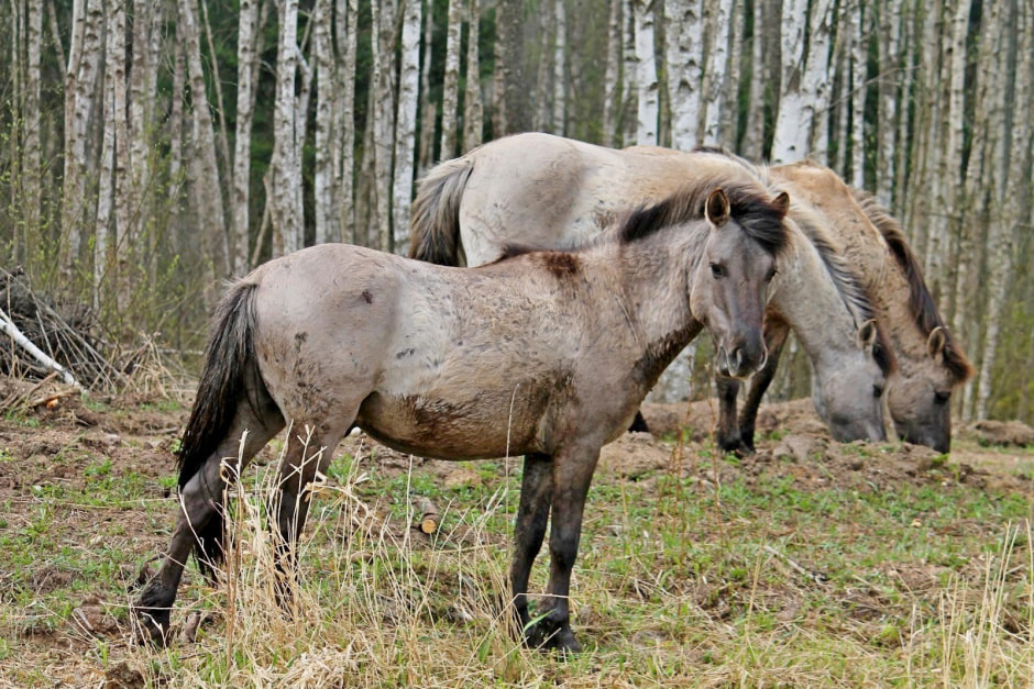 Тарпановидные лошади 10.jpg