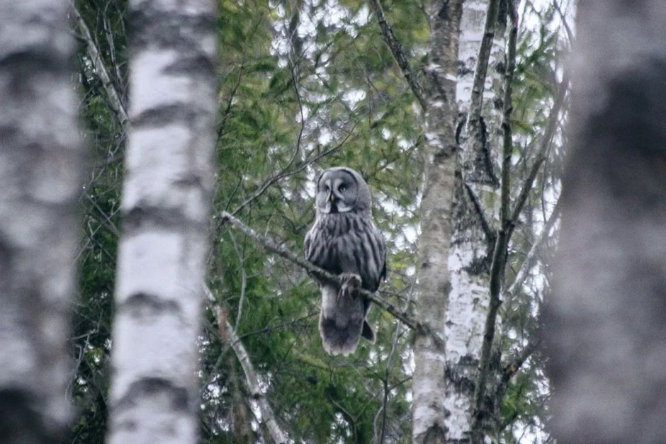 10-Самец бородатой неясыти с грызуном в когтях.jpg