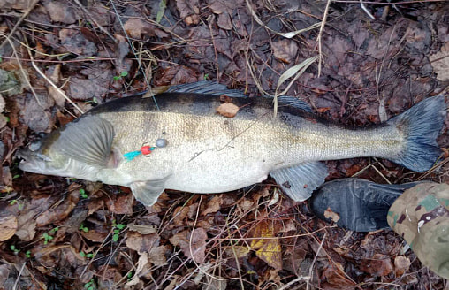 “Уникальная ситуация”: вот какие трофеи достают белорусские спиннингисты