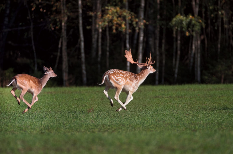 Европеиская лань 5.jpg