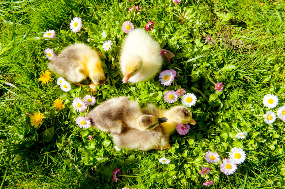 До +34°С будет в Беларуси 18 августа — с грозами.jpg