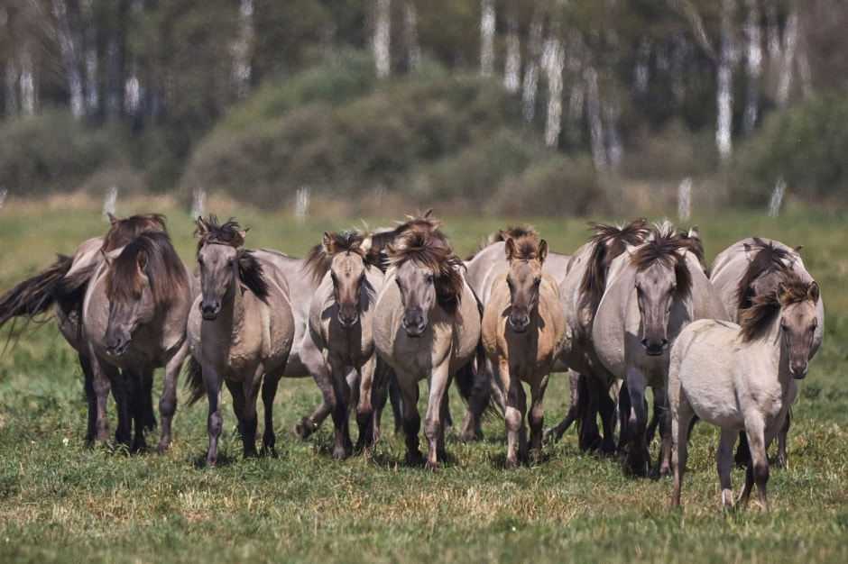 Тарпановидные лошади 9.jpg