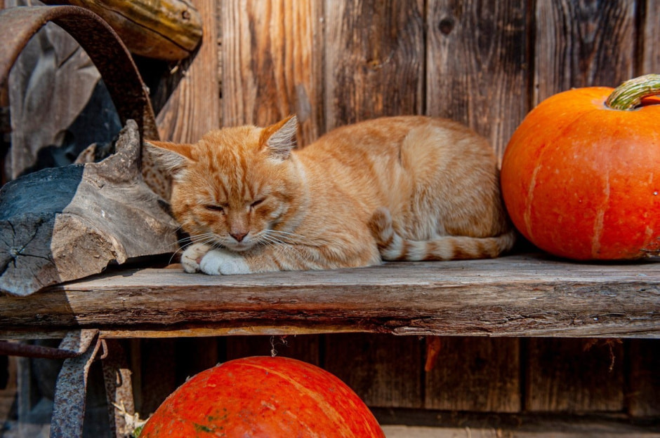 Что нужно успеть сделать в августе с деревне 15.jpg