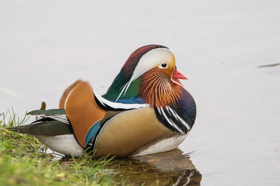 Закрытие выставки птиц 5.jpg