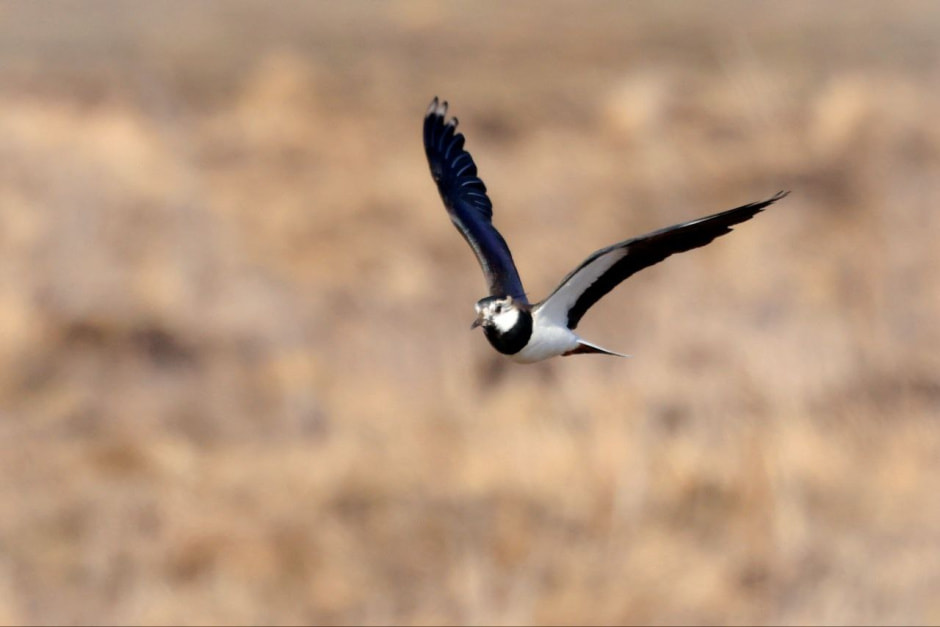 Инна Шкурко Чибис2.jpg