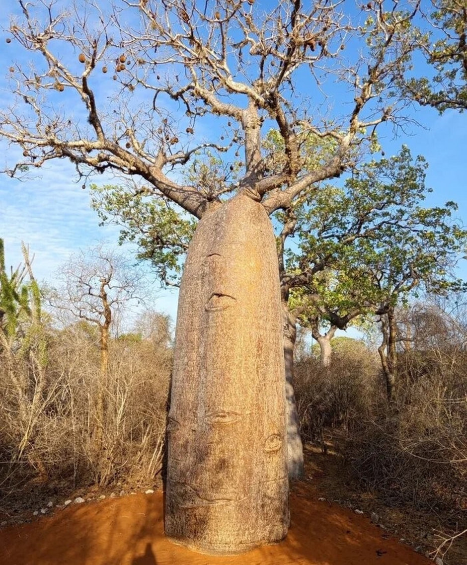 Мадагаскар 11.jpg