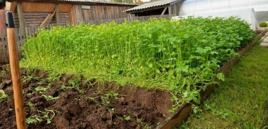 сидераты сидераты.jpg