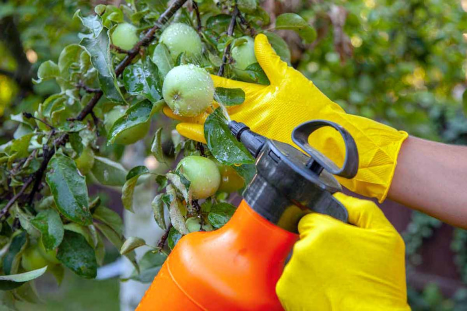 сад.jpg сад.jpg