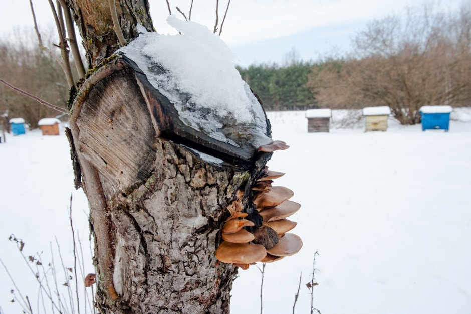 Хутор Замошье 33.jpg