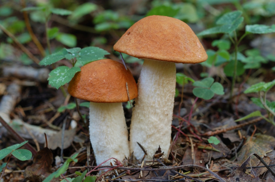 Беларусь Грибы.jpg