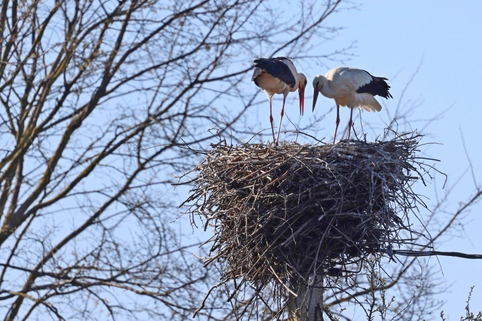 Аисты в деревне Малешев 33.jpg