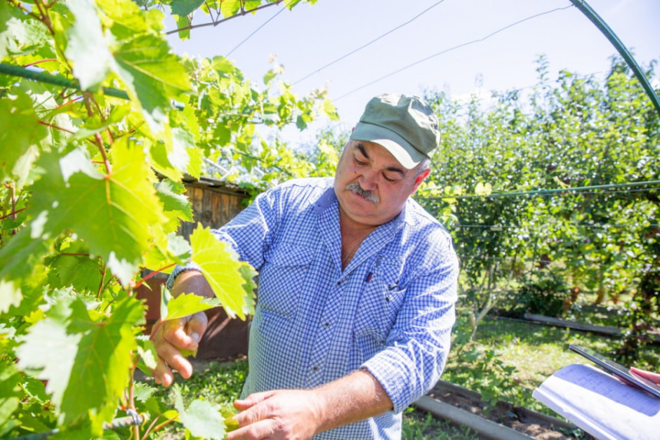 Фермер выращивает 280 сортов винограда 1_Николай Кастравец.jpg