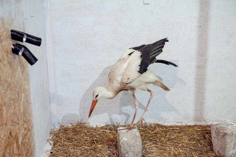 Мужчина спасает аистов 18.jpg