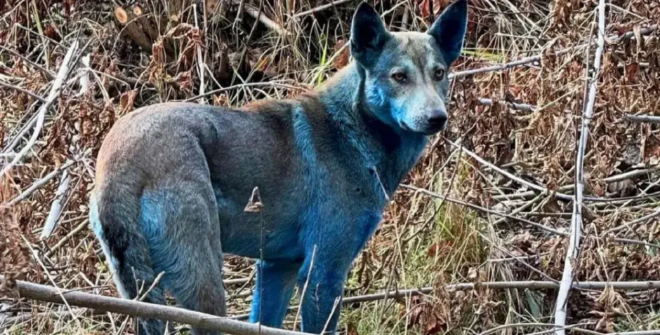 синие собаки синие собаки.png