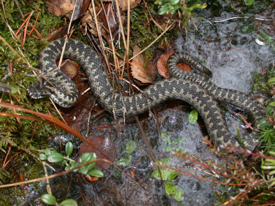 Белорусские змеи 2.jpg