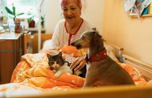 Можно ли в Беларуси оставить наследство собаке или завещать кому-то своего питомца?