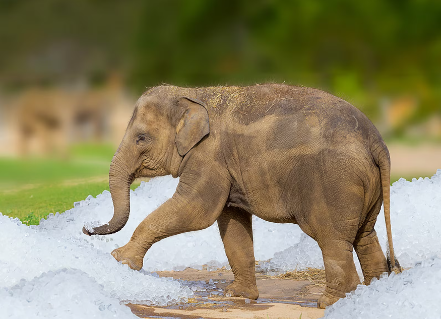 прага зоопарк слон.png