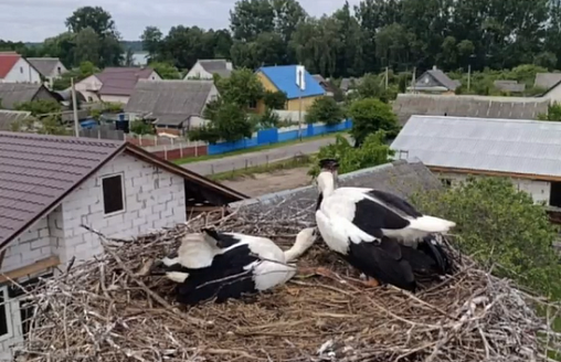 В Малоритском районе энергетики спасли из плена молодого аиста