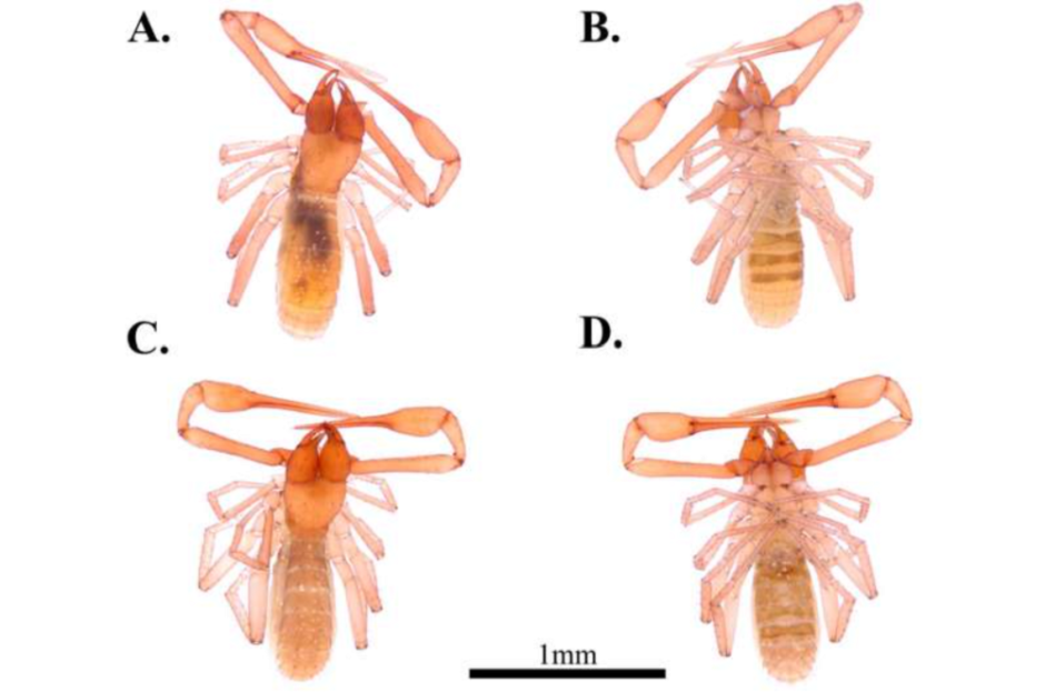 псевдоскорпионы
