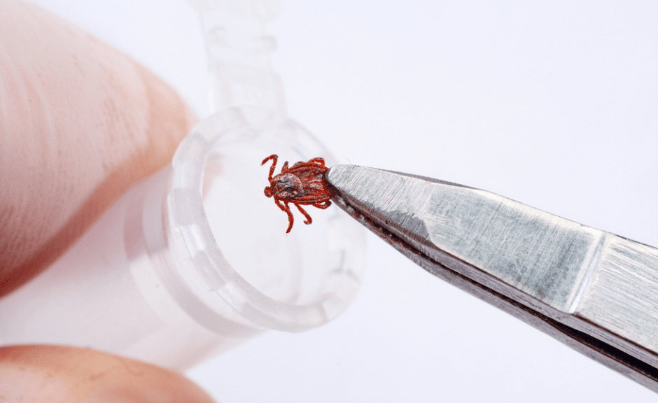 Клещ в пробирку.png