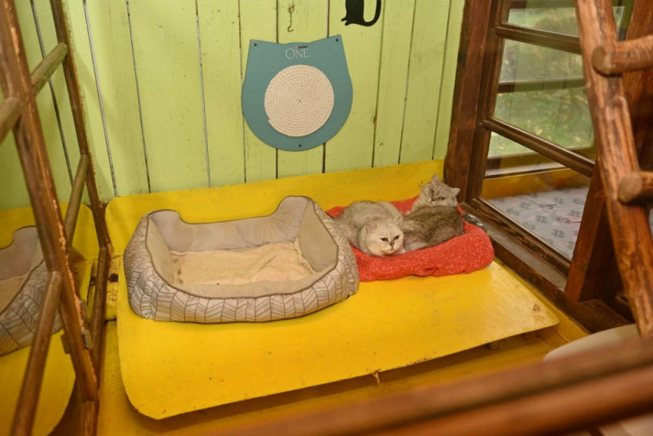 Зоогостиница 4 лапы 20.jpg