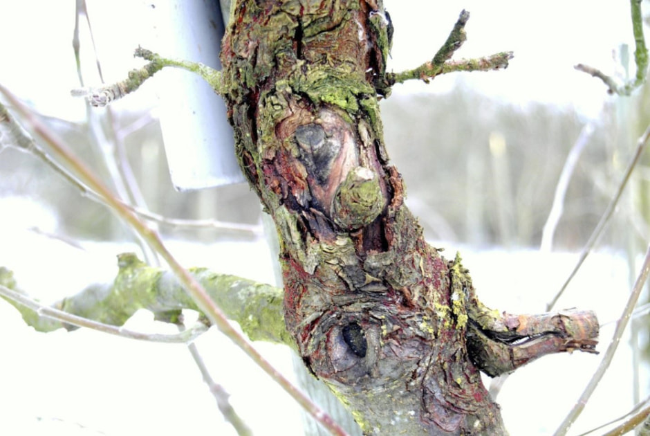 Рак плодовых деревьев 2.jpg