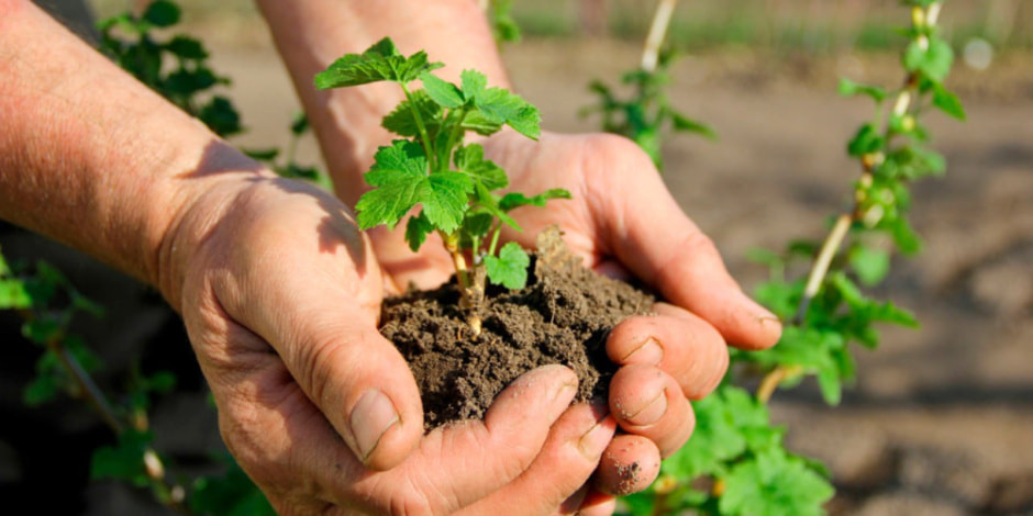 размножение 2.jpg