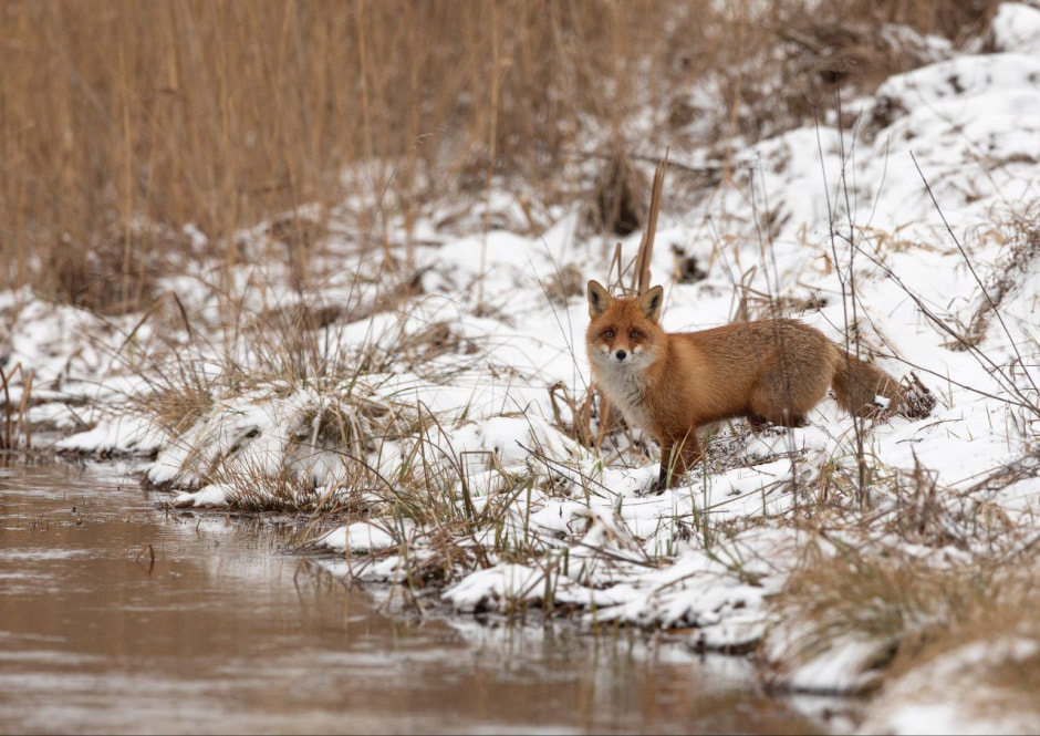13-Лиса фото Владимира Пакалевича.jpg
