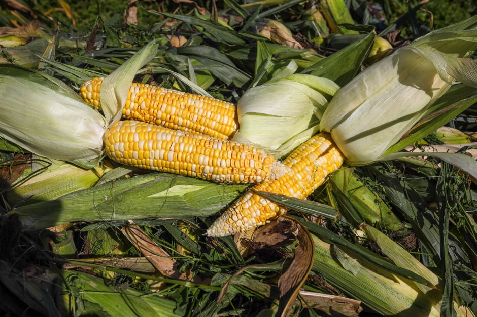 Споровские фермеры из Здитово-8.jpg