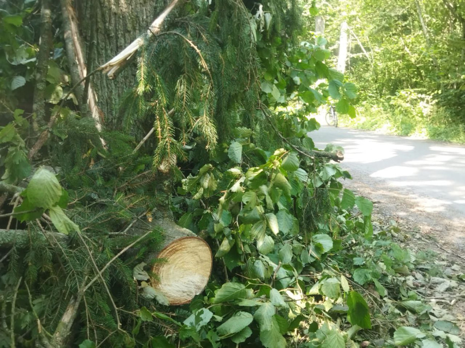 Повалены деревья 1.jpg