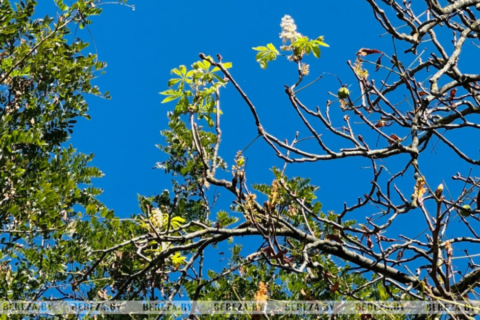 Каштаны зацыели.jpg