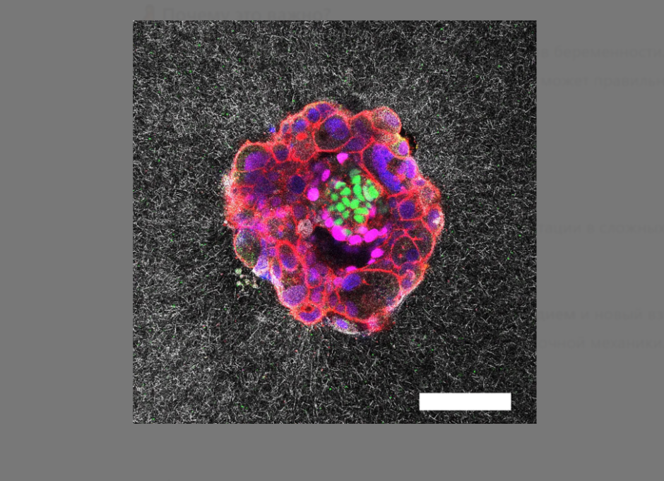 трёхмерное confocal‑микроскопическое изображение девятидневного человеческого эмбриона