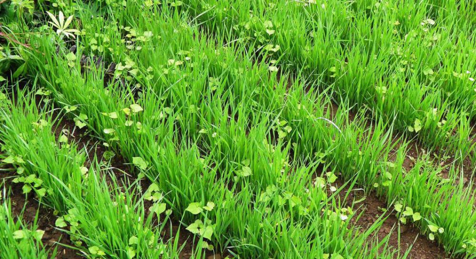 сидераты 4.jpg сидераты 4.jpg