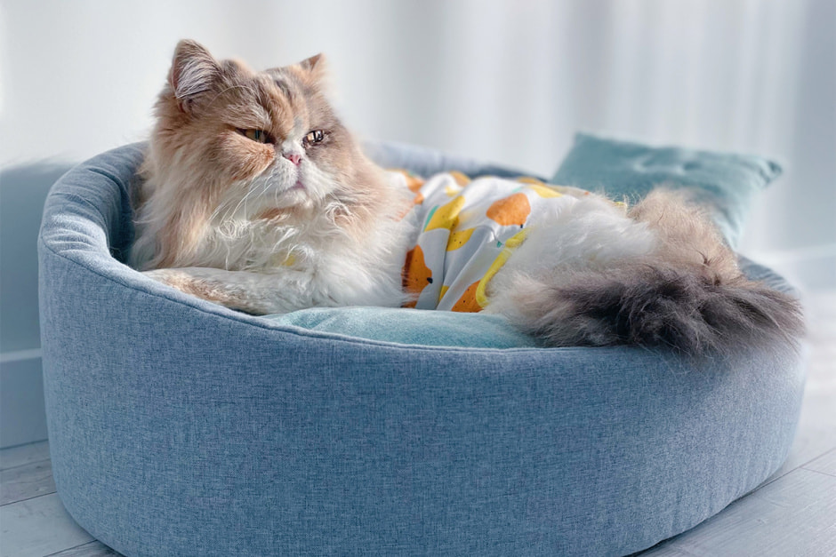 Кошка в попоне