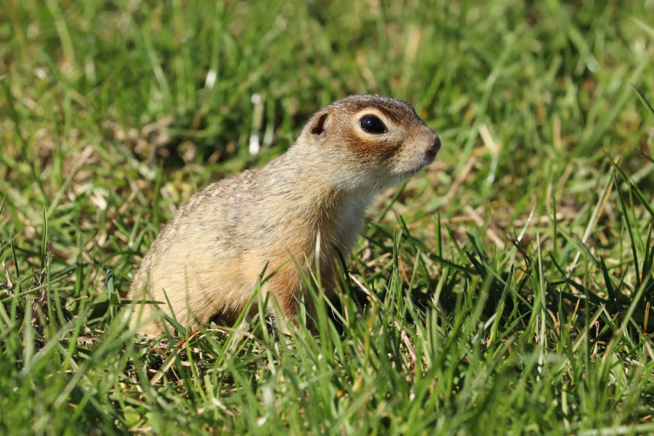 Белорусские суслики в депрессии 2.jpg