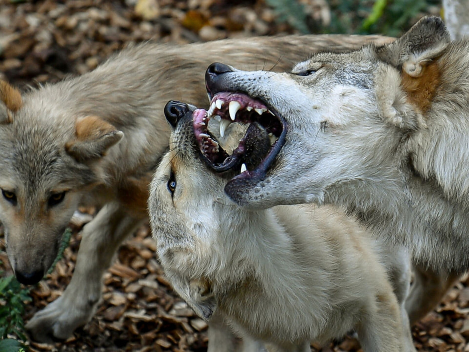 волки.jpg