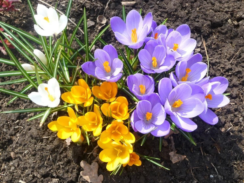 Высаживаем луковичные 7.jpg